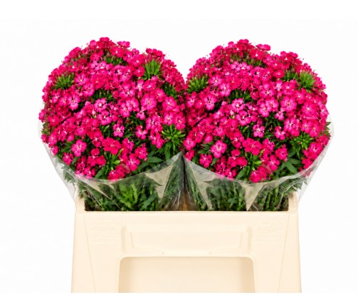 Dianthus Barbatus Italia Neon Cherry 40cm "T50"