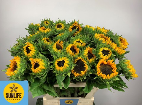 Girasol Hol. Sunrich Provenc 80cm