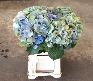 Hortensia Hol. Destiny Classic 60cm �18/20