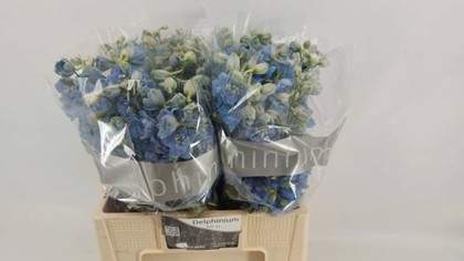 Delphinium Hol. Du Dewi Boy 60cm "T10"