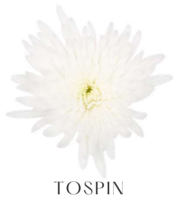 Margarita Nac. Topsin Blanco 75gr