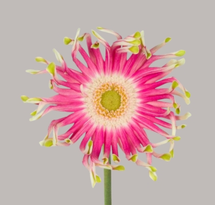 Gerbera Hol. Pasta Femke (7 Dias - 2�)
