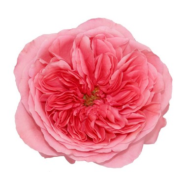 Rosa Ecu. Candy Xpression 50cm (7 Dias - 2�)