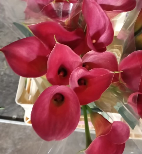 Calla Ramona 60cm (7 Dias - 2�)