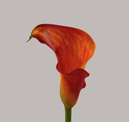 Calla Captain Brunello 60cm "Doble" (7 Dias - 2�)
