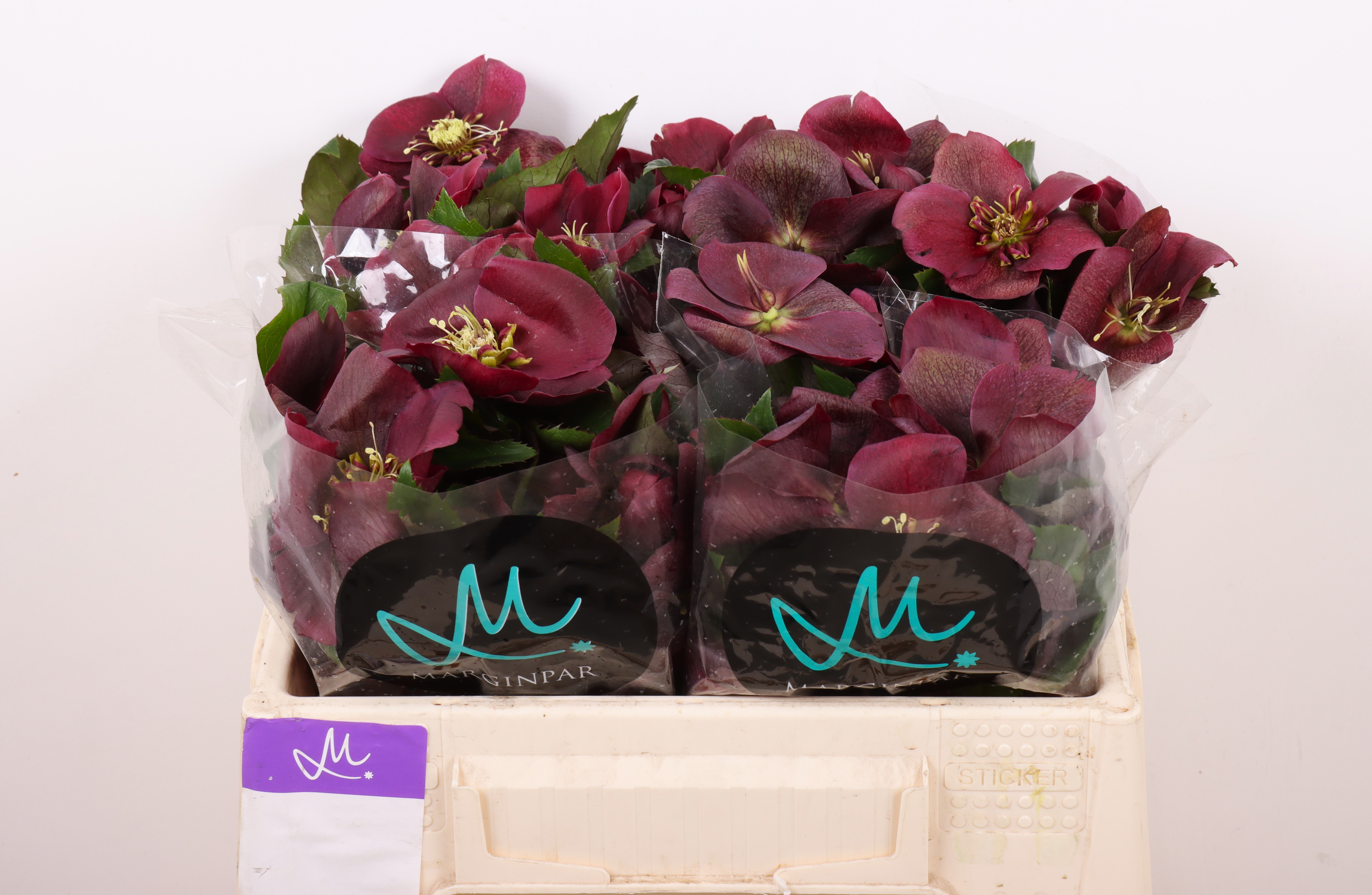 Helleborus Classic One 35cm (7 Dias - 2�)