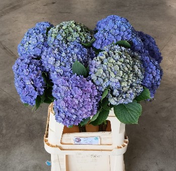 Hortensia Hol.  Royal Kiss Classic 80cm �20/22 (7 Dias - 2�)