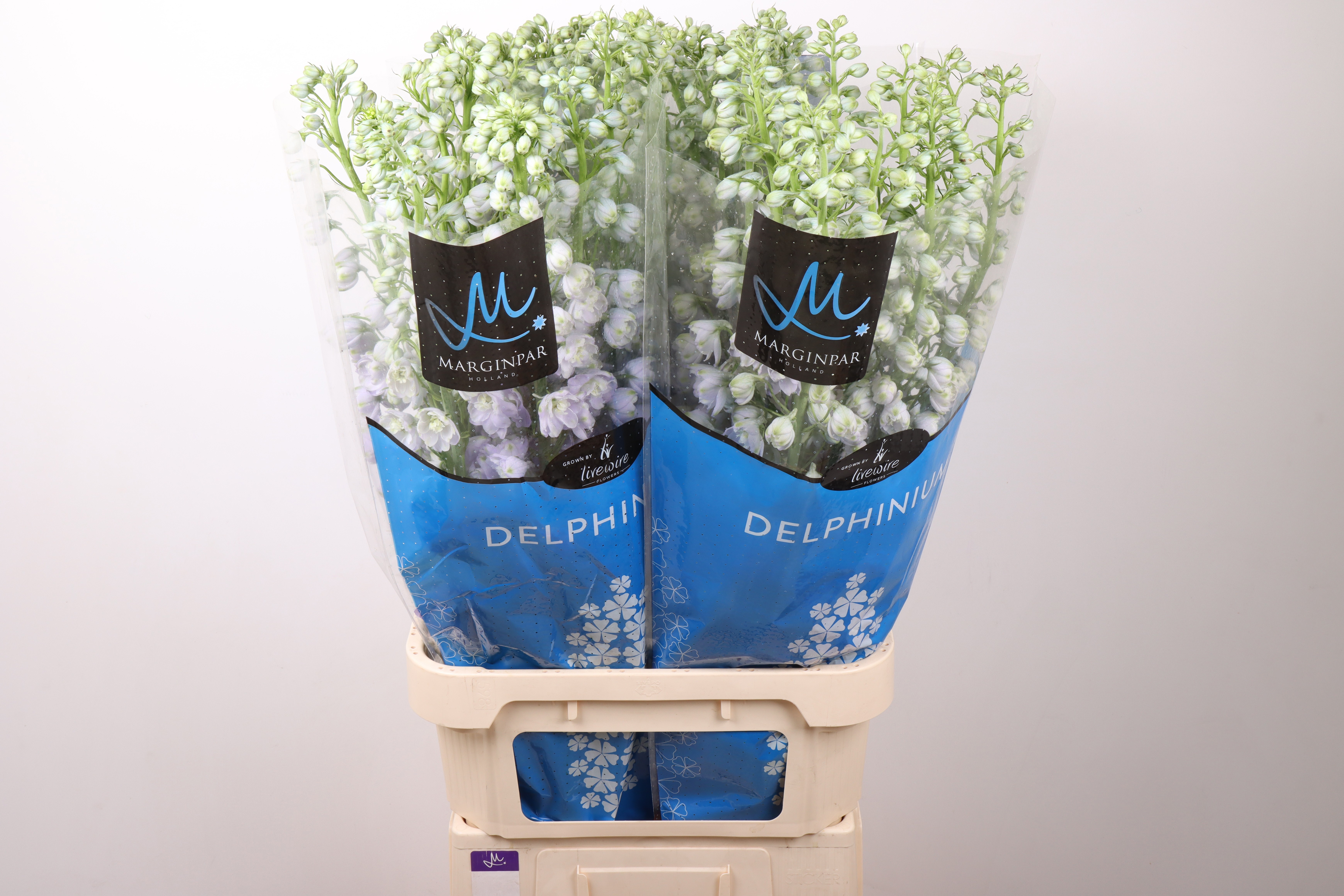 Delphinium Hol. Triton Lavende 100cm "T10" (7 Dias - 2�)