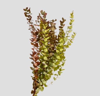 Eucalipto Italia Oto�al 70cm 200gr. (7 Dias - 2�)