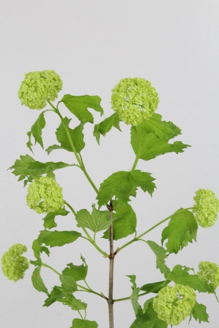 Viburnum Roseum 35cm 2bl (7 Dias - 2�)