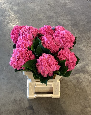 Hortensia Hol. M Cassanova 60cm �16/19