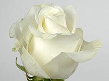 Rosa Afri. Polar Star 50cm Bl.