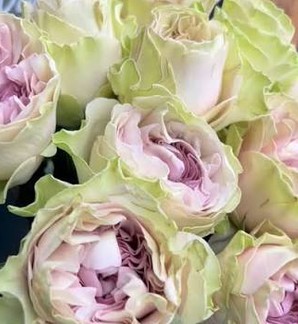 Rosa Afri. Magique Garden 50cm Malv.