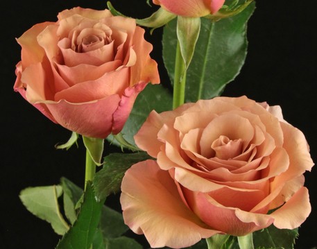 Rosa Afri. Moccachino 50