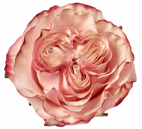 Rosa Afri. Country Candy 50cm