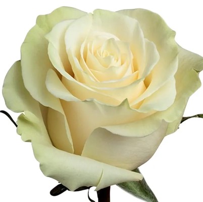 Rosa Afri.. Mondial 50cm