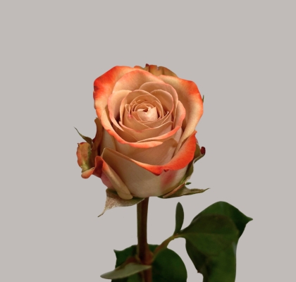 Rosa Afri. Cappuccino 50cm