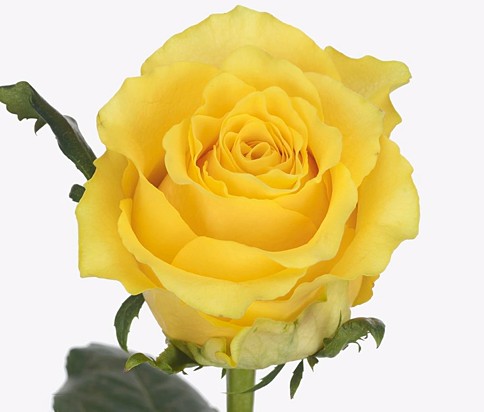 Rosa Afri. Golden Smile 50cm Am.