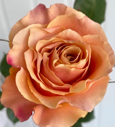 Rosa Afri. Carpe Diem 50cm Sal.