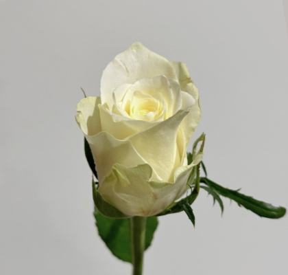 Rosa Afri. Athena 50cm