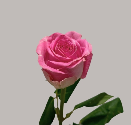 Rosa Afri. Aqua 50cm