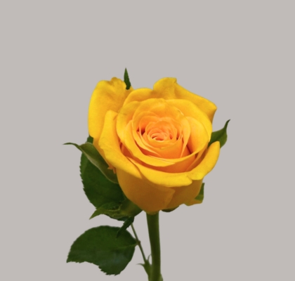 Rosa Afri. Moonwalk 50cm