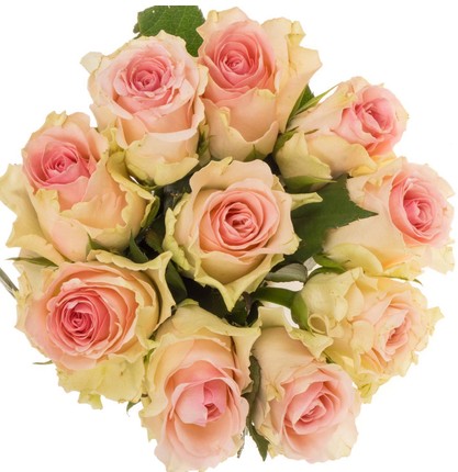 Rosa Afri. Top Gear! 50cm Rs.