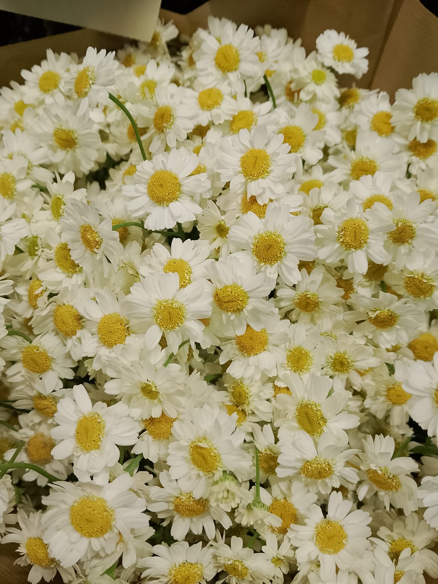 Tanacetum Saphira Manzanilla 50cm 500gr "T25"