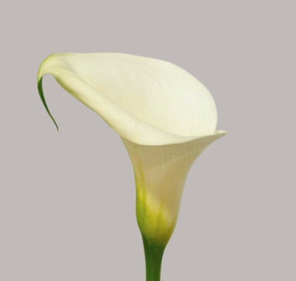 Calla Pure Art 80cm