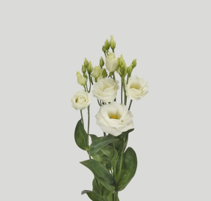 Lisiantus Hol. Rosi White 70cm 55gr "Sunrise"