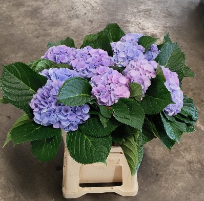 Hortensia Hol. Vienna 60cm �18/20  Bic.