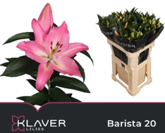 Oriental Hol. Rs. Barista 85cm 3/4 fl.