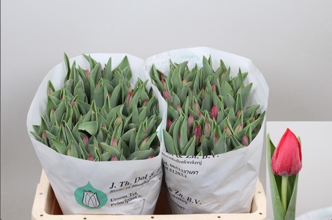 Tulipan Hol. Pacha 40cm Fuc.