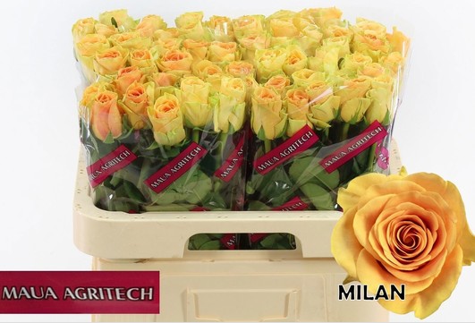 Rosa Hol. Milan 50cm