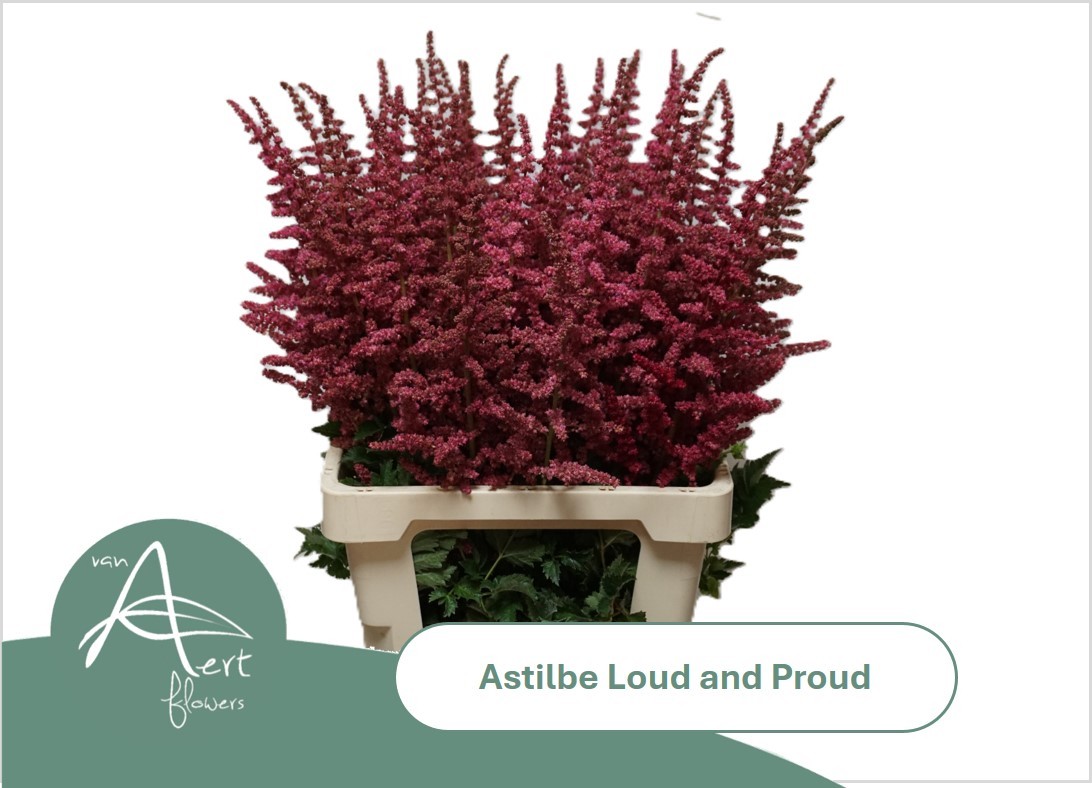Astilbe Loud N Proud 70cm