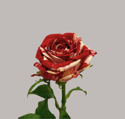 Rosa Hol. Harlekin 55cm