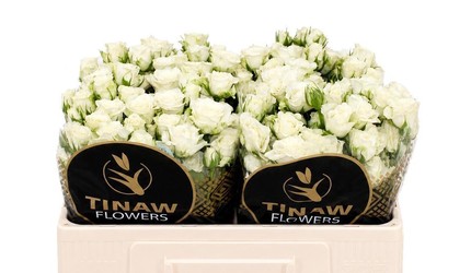 Ramificada Snowflake 50cm "Tinaw" Premium
