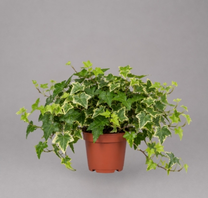 P. Hedera He Gem 3Surt  13/40cm x8