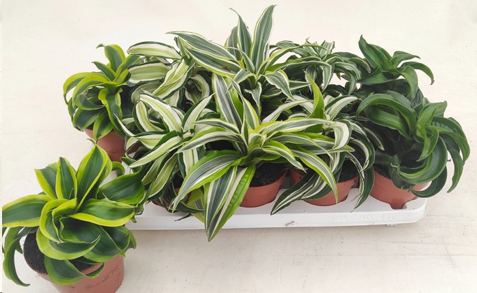 P. Dracena Hol Mix 12/20cm x10