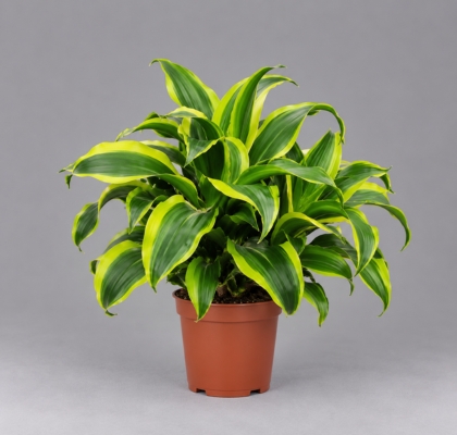 P. Dracena Hol Comp Tornado 12/22cm x10