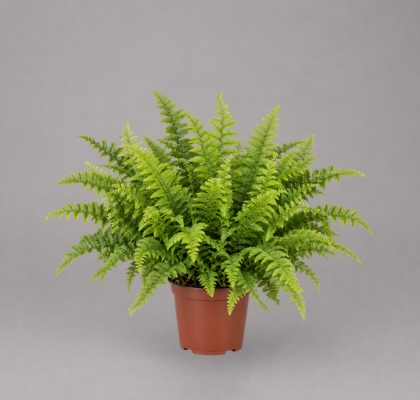 P. Helecho Ex Green Delight 12/25cm x10