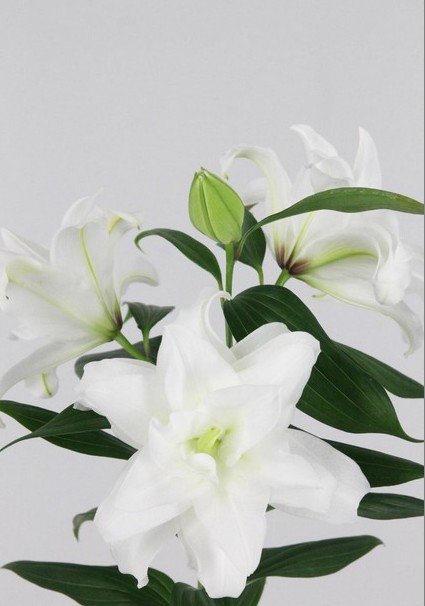 Oriental Hol. Bl. Doble Roselily Angela 80cm 3/4 fl.