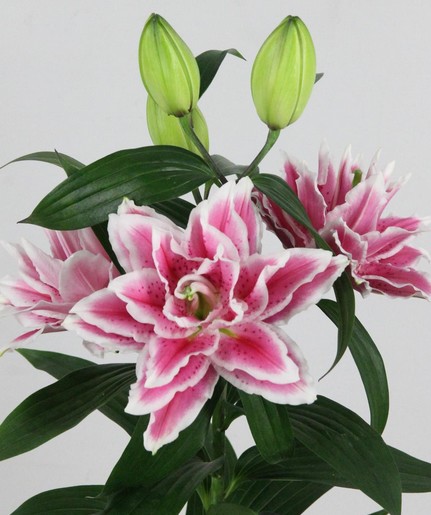 Oriental Hol. Bic. Doble Dalinda 55cm 3/4 fl.