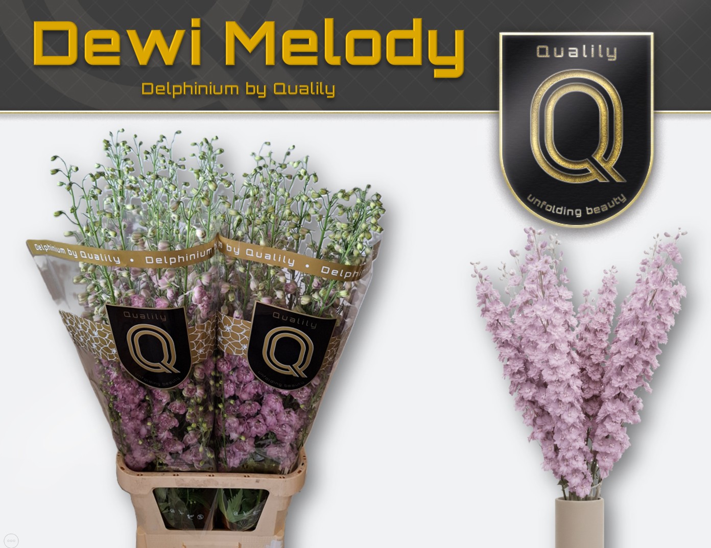 Delphinium Hol. Du Dewi Melody 60cm "T10"