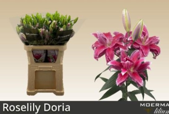 Oriental Hol. Rs. Doble Doria 55cm 3/4 fl.