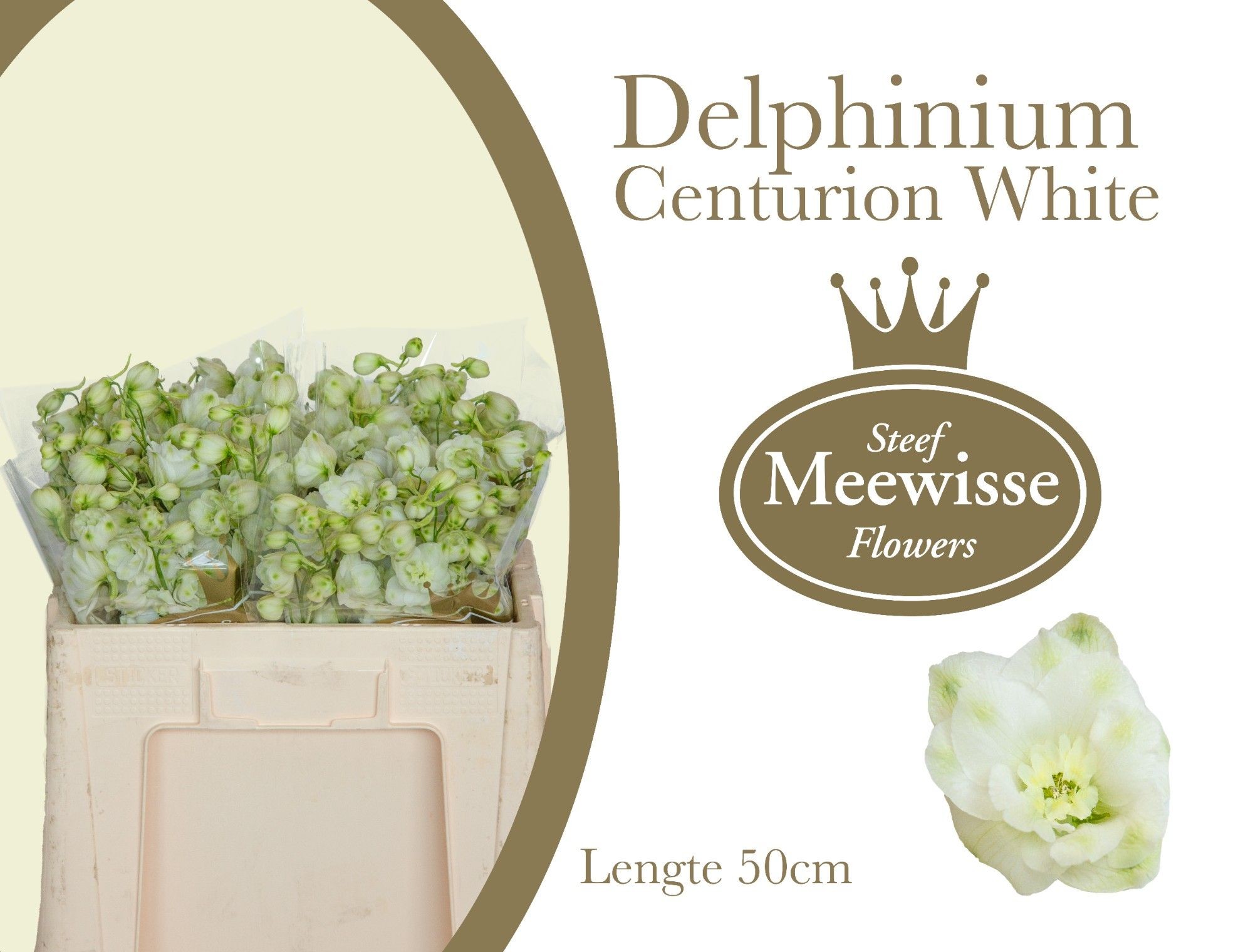 Delphinium Century White 50cm "T10"