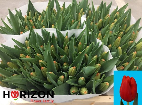 Tulipan Hol. Palazzo 40cm Rj.