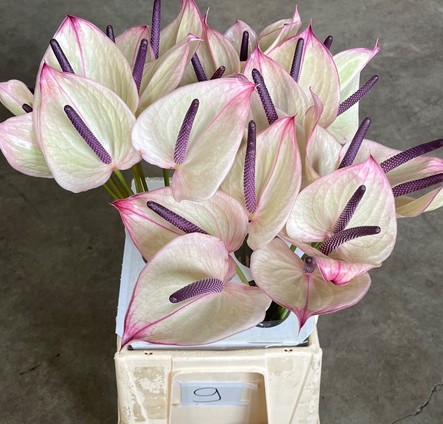 Anthurium Hol. A Silvia Mini "CC30"