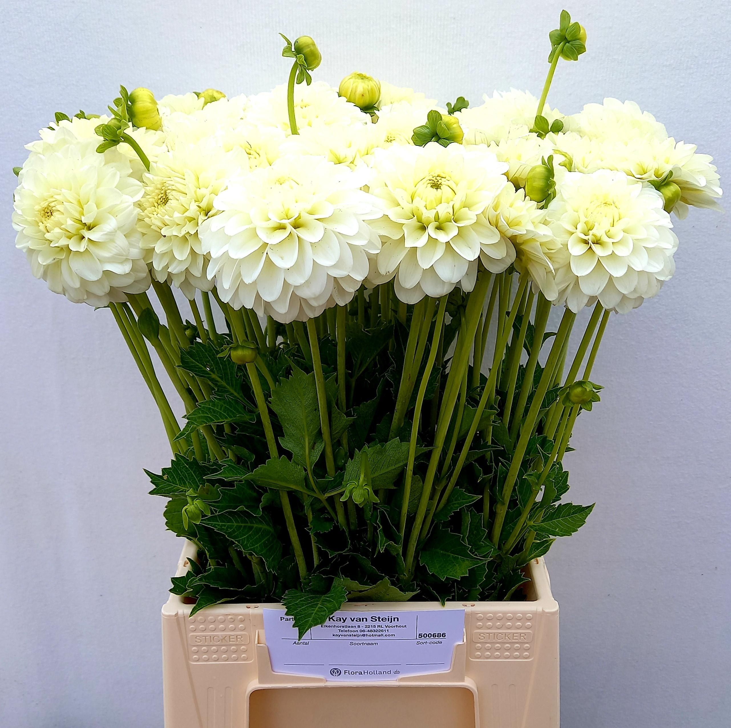 Dalia Hol. White Nettie 45cm "CC40"