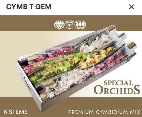 Cymbidium Mixta 80cm "Special" (7 Dias - 2�)